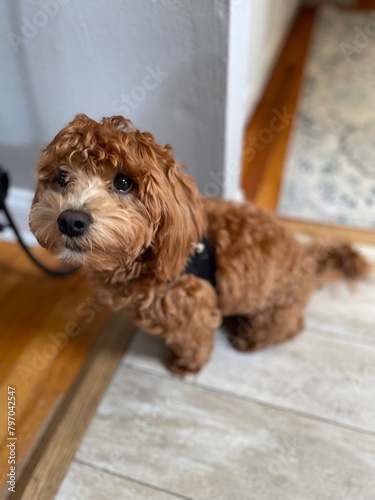 cute little morkie poo puppy