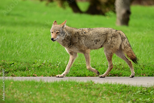 Urban wildlife a photograph of a coyote walking along sidewalk