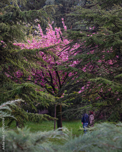 Lonely sakura tree among other trees in Dikmen valley in spring, Cankaya, Ankara, Turkey