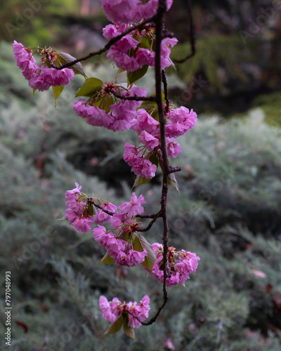 Closeup view of sakura trees blossom in Dikmen valley in spring, Cankaya, Ankara, Turkey