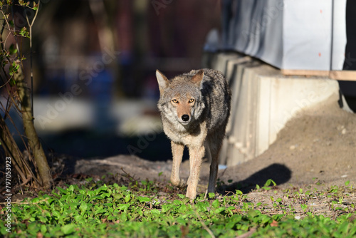 Urban wildlife a photograph of a coyote walking along a home under construction