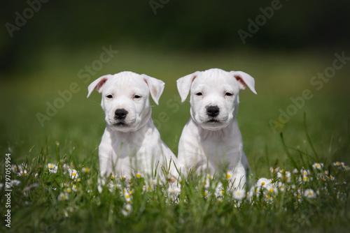 Adorable white American Staffordshire Terrier puppies posing in the park