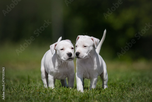 Adorable white American Staffordshire Terrier puppies posing in the park