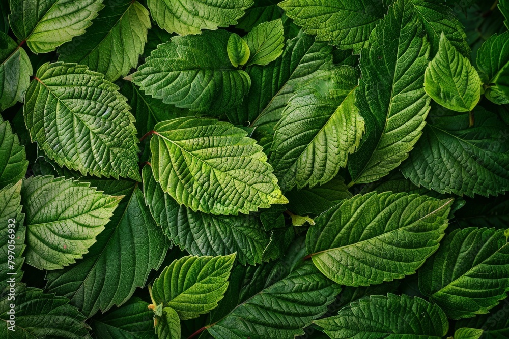 Close-Up Of  Dark green leaves. Beautiful simple AI generated image in 4K, unique.