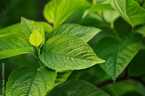 Close-Up Of Dark green leaves. Beautiful simple AI generated image in 4K, unique.