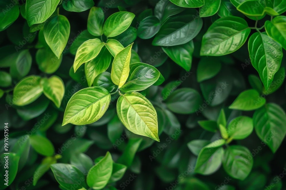 Macro close-up of a dark green leaf. Beautiful simple AI generated image in 4K, unique. Macro close-up of a dark green leaf. Beautiful simple AI generated image in 4K, unique.