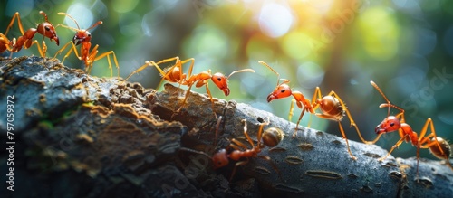 Red Ants Crawling on Tree Branch