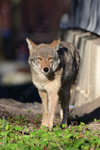 Urban sprawl image of wildlife, a photograph of a coyote, walking along a home under construction
