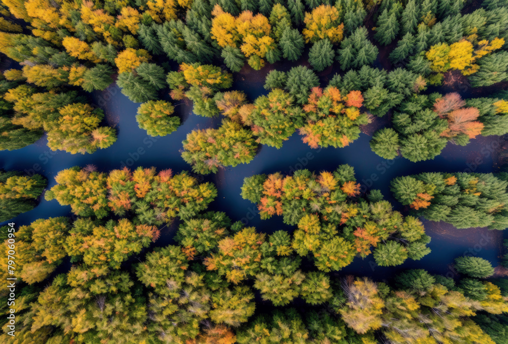 Drone aerial perspective over a dense autumn canopy in a forest. AI generated.