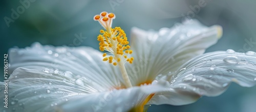 Close-Up of White Hibiscus Flower With Water Droplets