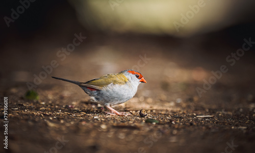 Finch on the ground