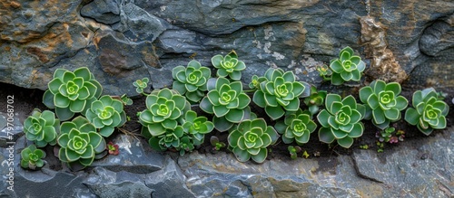 Green Plants Growing in Crack on Rock Wall photo