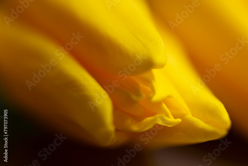 Yellow tulip bud macro