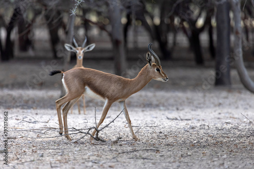 Two young sand gazelles walking in the nature in Sir Bani Yas island in UAE