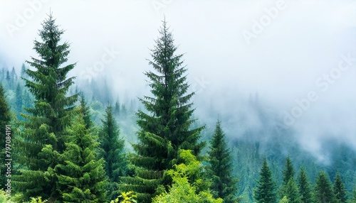 seamless pattern of watercolor spruce forest in the fog