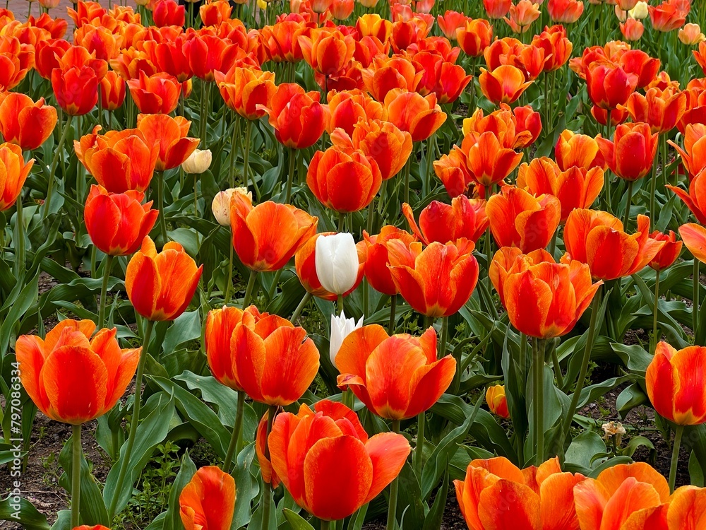 Field of bright orange tulips with a few white tulips Field of bright orange tulips with a few white tulips