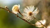 dried beige fluffy fragile flowers with branche and obe bud on natural blur background macro