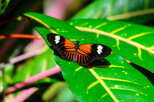  A Heliconius melpomene aglaope or Postman Butterfly at a Botanical Gardens Exhibit in Grand Rapids, Michigan. photo