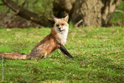 Urban wildlife photograph of a red fox keeping watch over her den of cubs and yipping at any threat