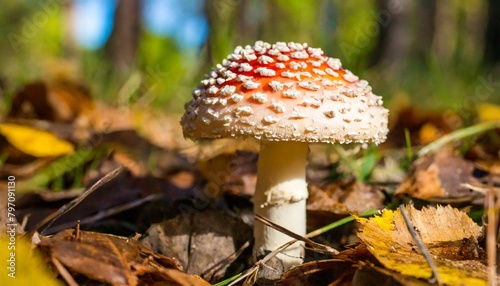white fly agaric under the leaves in the forest