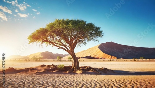 lonely tree in the namib desert taken in january 2018