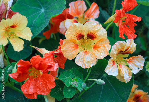 Capuchinha ou chagas da espécie Tropaeolum majus photo