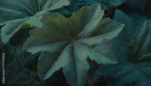 pieplant leaf closeup