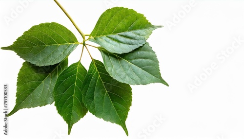 green leaves from javanese tree vine or grape ivy cissus spp a jungle vine and hanging ivy plant bush foliage isolated on a white background with a clipping path