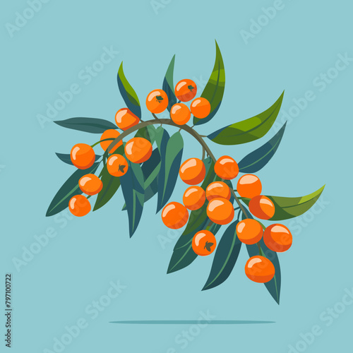Branch of sea buckthorn with berries. Vector illustration.