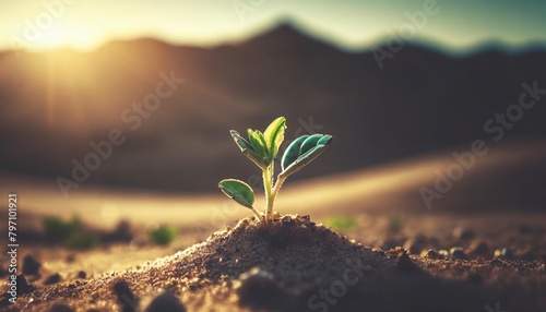 small green sprout growing in desert concept of resilience of life in the harsh desert environment