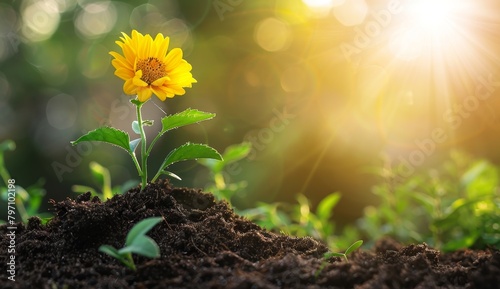 Sunlit Flower Blooming in Fresh Soil photo