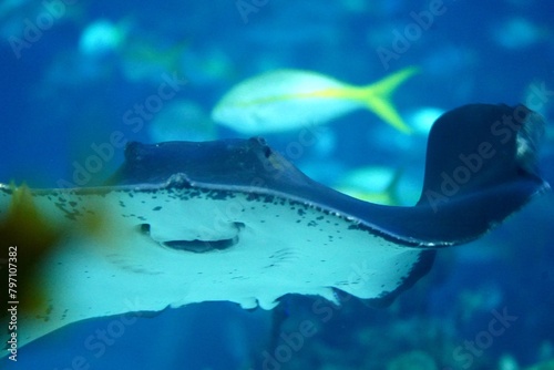 Manata ray in the reef with school of fish photo