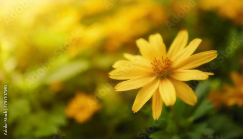 closeup of yellow wedelia flower under sunlight with copy space using as background natural green plants landscape ecology wallpaper cover page concept