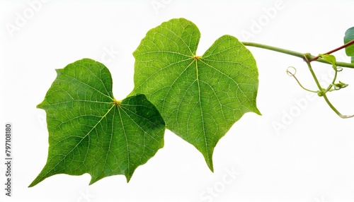 green leaves from javanese tree vine or grape ivy cissus spp a jungle vine and hanging ivy plant bush foliage isolated on a white background with a clipping path