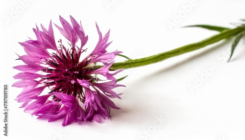 red knapweed flower with curved stem isolated on white or transparent background photo