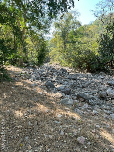 Polo Forest: Tranquility Along the Dry River in Vijaynagar photo