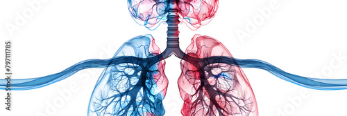 Comprehensive Overview of Human Respiratory System: From Nostrils to Alveoli