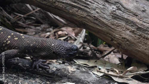 Rio Fuerte beaded lizard (Heloderma exasperatum) is a venomous species of beaded lizard in the family Helodermatidae.4k footage  photo