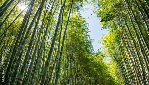 dense bamboo jungle