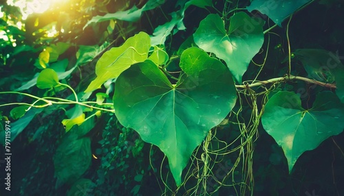 heart shape green leaves jungle vine plant bush with twisted vines and tendrils of obscure morning glory ipomoea obscura climbing vine tropical plant photo