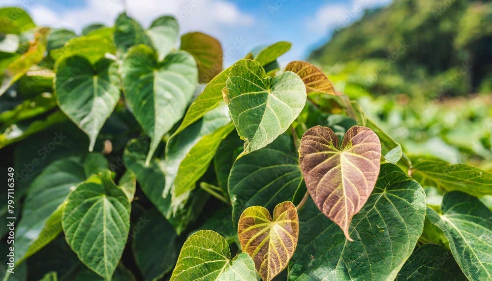 hanging vine tropical forest plant bush with heart shaped green leaves ...