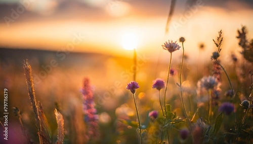 banner with beautiful meadow with wild flowers over sunset sky beauty nature field background with sun flare bokeh silhouettes of wild grass and flower beautiful summer or autumn nature backdrop