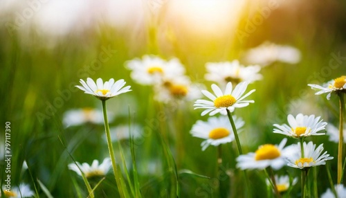 summer outdoors background glade with daisies and grass in the rays of sunlight beautiful colorful artistic image with soft focus at sunset illustration space for text