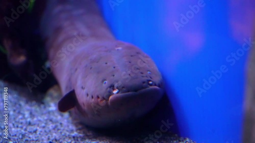 The electric eels are a genus, Electrophorus, of neotropical freshwater fish from South America in the family Gymnotidae. They are known for their ability to stun their prey by generating electricity, photo