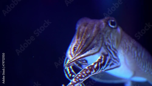 Cuttlefish, swimming in the blue sea water 4k footage photo