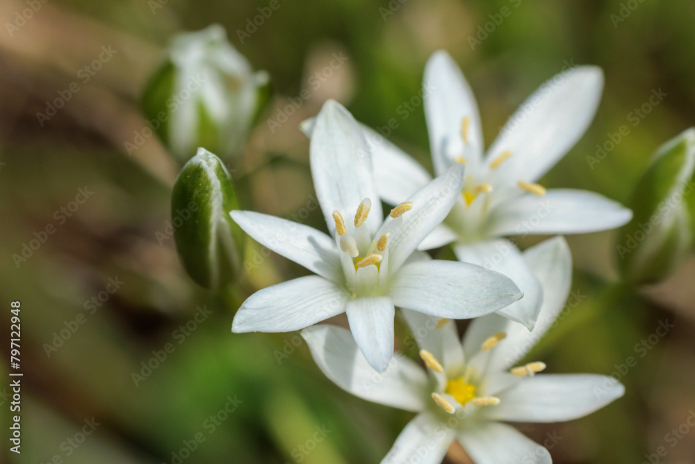 白く可愛い花のオオアマナ