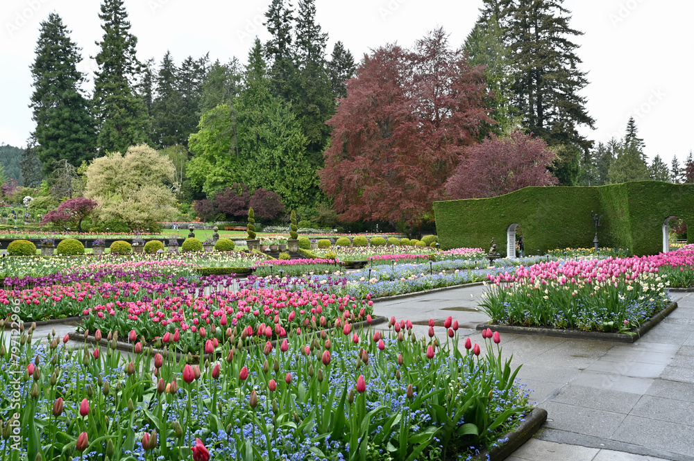 Spring flowers in full bloom at Butchart's Gardens, Victoria BC. Mass plantings in gorgeous floral display gardens.