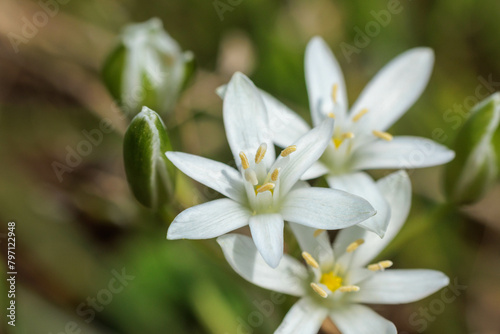 白く可愛い花のオオアマナ