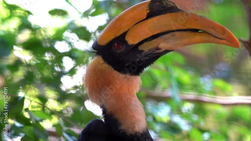 great hornbill (Buceros bicornis), also known as the concave-casqued hornbill, great Indian hornbill or great pied hornbill sitting on the tree 4k footage  photo