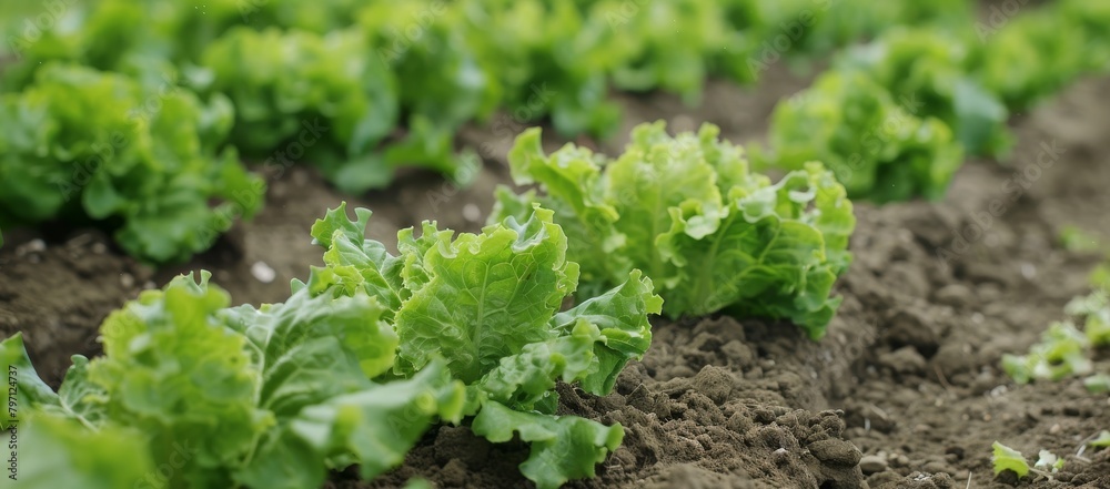 Fresh lettuce growing in fertile farm soil Fresh lettuce growing in fertile farm soil